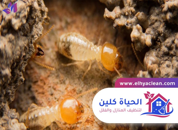 شركة مكافحة النمل الابيض في أبوظبي 5 شركة مكافحة النمل الابيض في أبوظبي