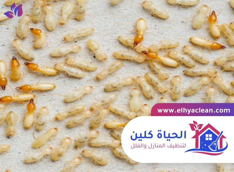 شركة مكافحة النمل الابيض