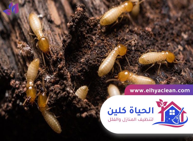 شركة مكافحة النمل الابيض في أم القيوين 5 شركة مكافحة النمل الابيض في أم القيوين