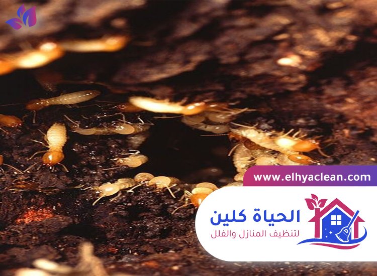 شركة مكافحة النمل الابيض في أم القيوين 4 شركة مكافحة النمل الابيض في أم القيوين