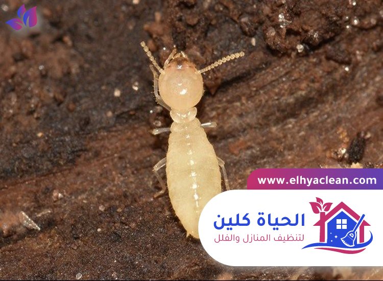شركة مكافحة النمل الابيض