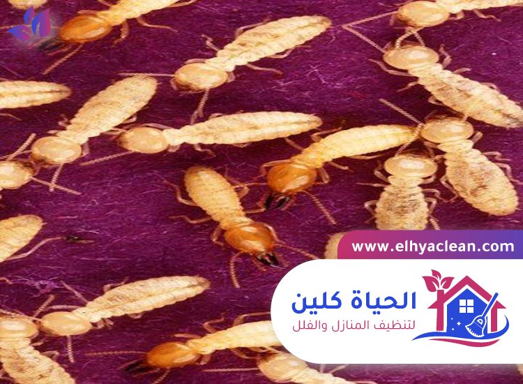 شركة مكافحة النمل الابيض في الشارقة 5 شركة مكافحة النمل الابيض في الشارقة