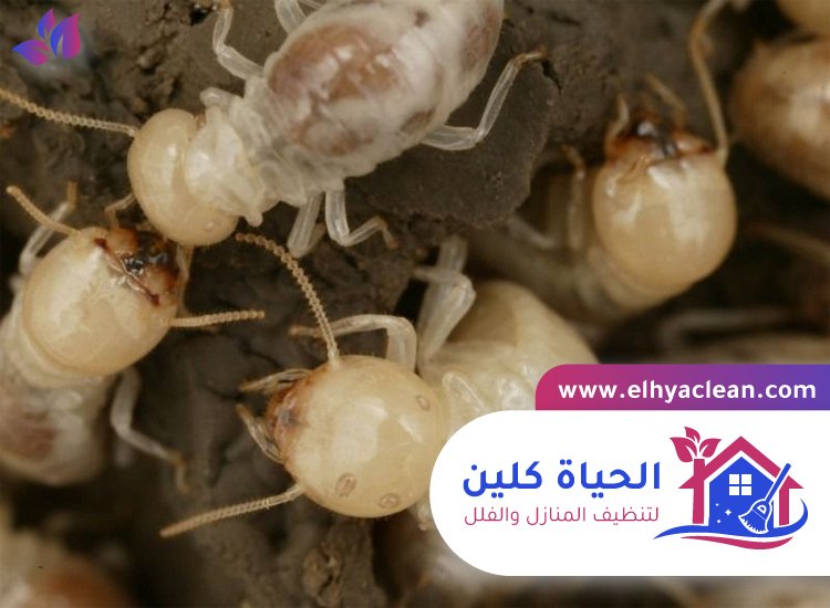 شركة مكافحة النمل الابيض