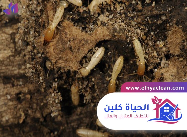 شركة مكافحة النمل الابيض في الفجيرة 5 شركة مكافحة النمل الابيض في الفجيرة