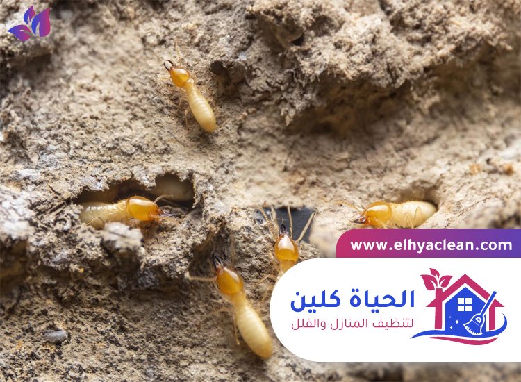 شركة مكافحة النمل الابيض في الفجيرة 4 شركة مكافحة النمل الابيض في الفجيرة