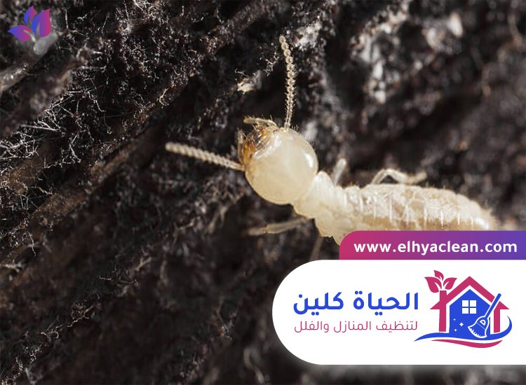 شركة مكافحة النمل الابيض في دبي 5 شركة مكافحة النمل الابيض في دبي