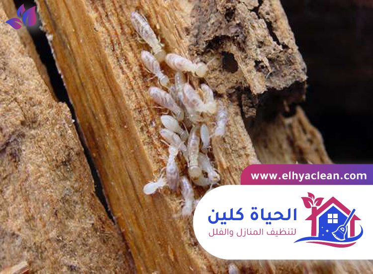 شركة مكافحة النمل الابيض في الفجيرة 3 شركة مكافحة النمل الابيض في الفجيرة