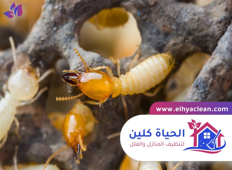 شركة مكافحة النمل الابيض في دبي 3 شركة مكافحة النمل الابيض في دبي