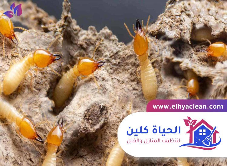 شركة مكافحة النمل الابيض في دبي 2 شركة مكافحة النمل الابيض