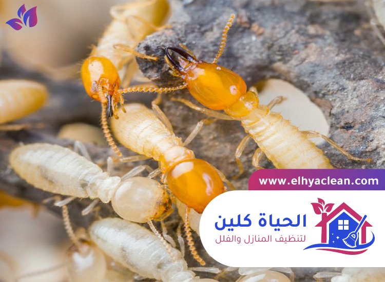 شركة مكافحة النمل الابيض في راس الخيمة 4 شركة مكافحة النمل الابيض في راس الخيمة