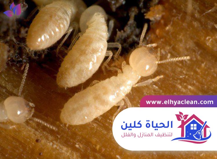 شركة مكافحة النمل الابيض في عجمان 5 شركة مكافحة النمل الابيض في عجمان