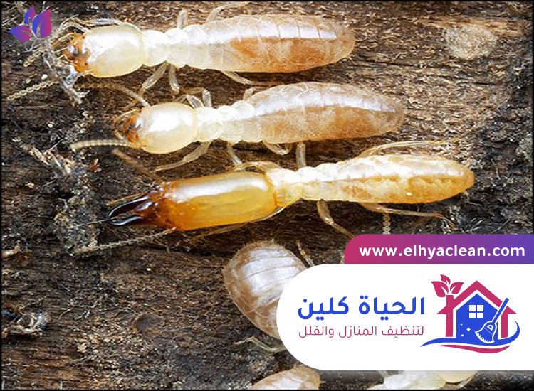 شركة مكافحة النمل الابيض في عجمان 4 شركة مكافحة النمل الابيض في عجمان