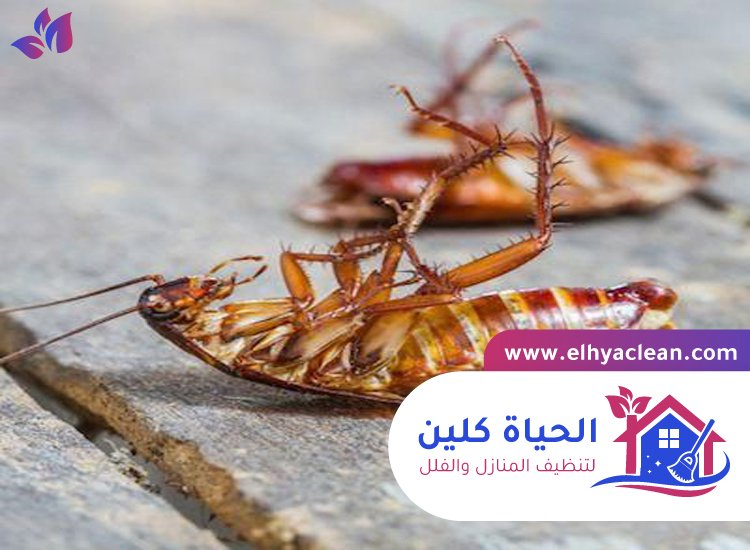 شركة مكافحة صراصير في ام القيوين 3 شركة مكافحة صراصير في ام القيوين
