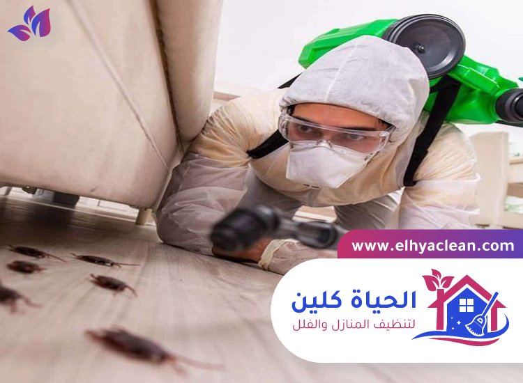 شركة مكافحة صراصير في عجمان 4 شركة مكافحة صراصير في عجمان