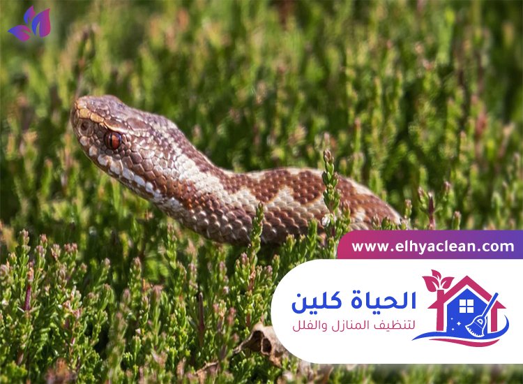 شركة مكافحة الافاعي في الفجيرة