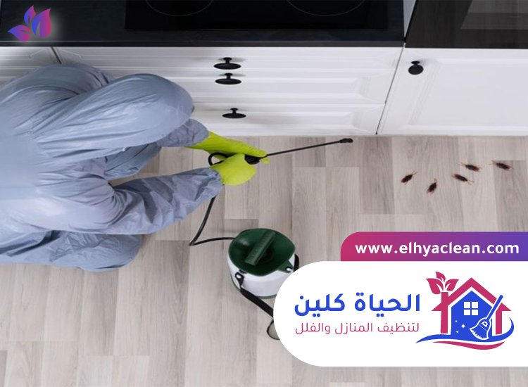 شركة مكافحة صراصير في ام القيوين 4 شركة مكافحة صراصير في ام القيوين