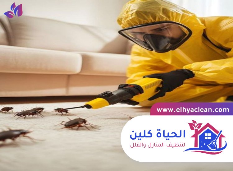 شركة مكافحة صراصير في ام القيوين 2 شركة مكافحة صراصير في ام القيوين