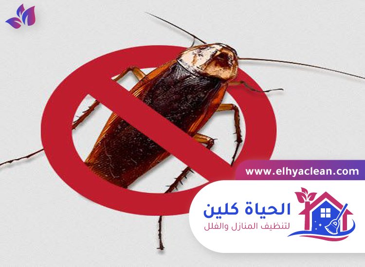 شركة مكافحة صراصير في عجمان 3 شركة مكافحة صراصير في عجمان