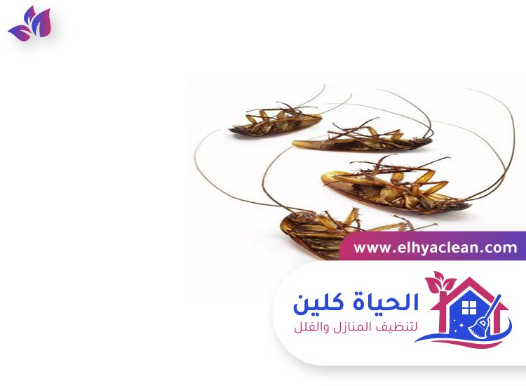 شركة مكافحة صراصير في راس الخيمة 4 شركة مكافحة صراصير في راس الخيمة