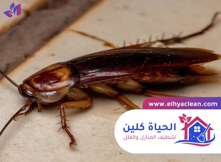 شركة مكافحة صراصير في عجمان 2 شركة مكافحة صراصير في عجمان