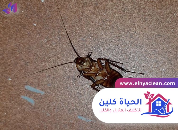 شركة مكافحة صراصير في راس الخيمة 3 شركة مكافحة صراصير في راس الخيمة