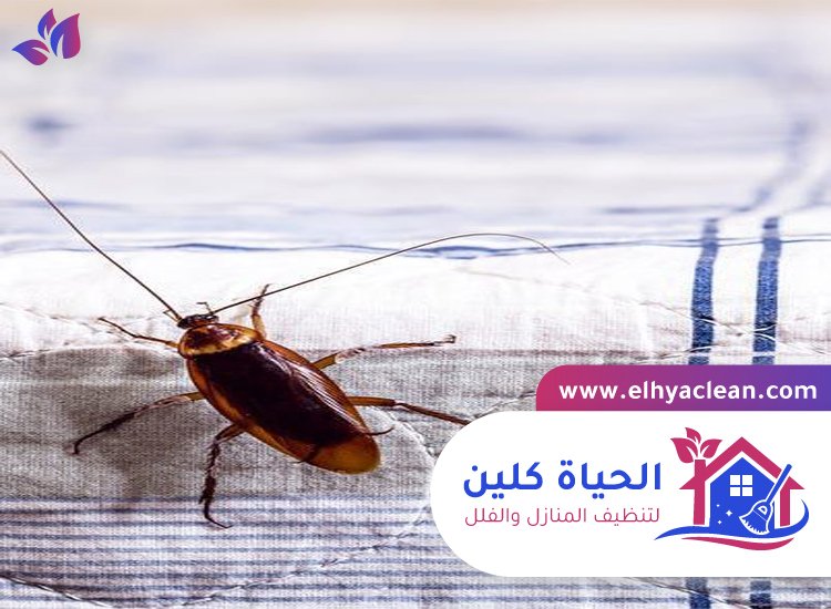 شركة مكافحة صراصير في ابوظبي 4 شركة مكافحة صراصير في ابوظبي