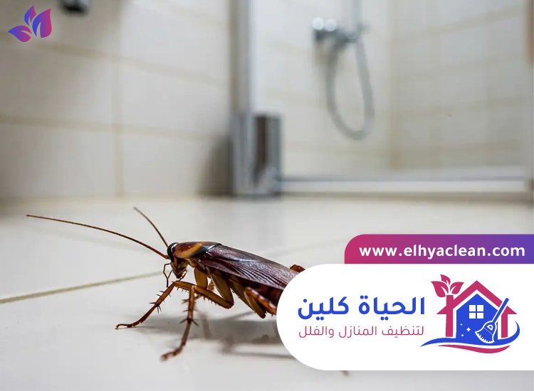 شركة مكافحة صراصير