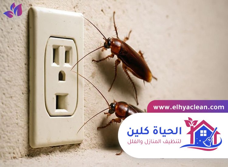 شركة مكافحة صراصير في راس الخيمة 2 شركة مكافحة صراصير في راس الخيمة