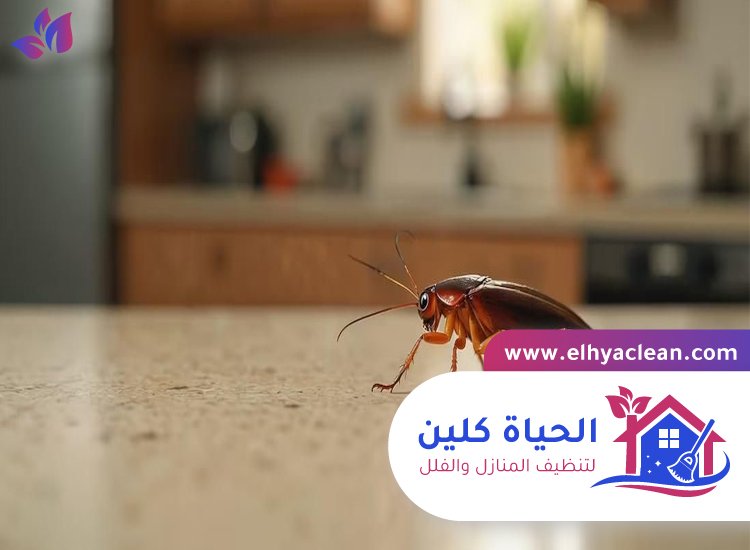 شركة مكافحة صراصير في ابوظبي 3 شركة مكافحة صراصير في ابوظبي