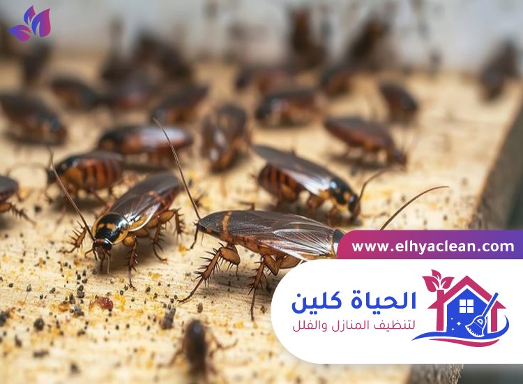 شركة مكافحة صراصير في ابوظبي 2 شركة مكافحة صراصير في ابوظبي