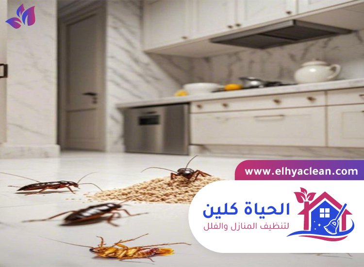 شركة مكافحة صراصير في الفجيرة 3 شركة مكافحة صراصير في الفجيرة