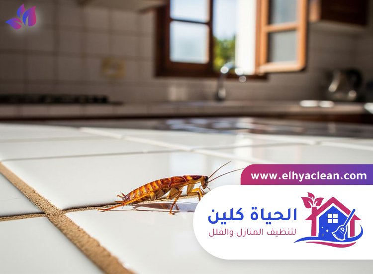 شركة مكافحة صراصير في الفجيرة 2 شركة مكافحة صراصير في الفجيرة