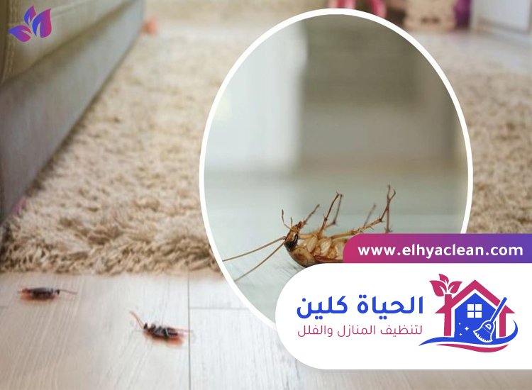 شركة مكافحة صراصير في الفجيرة 4 شركة مكافحة صراصير في الفجيرة