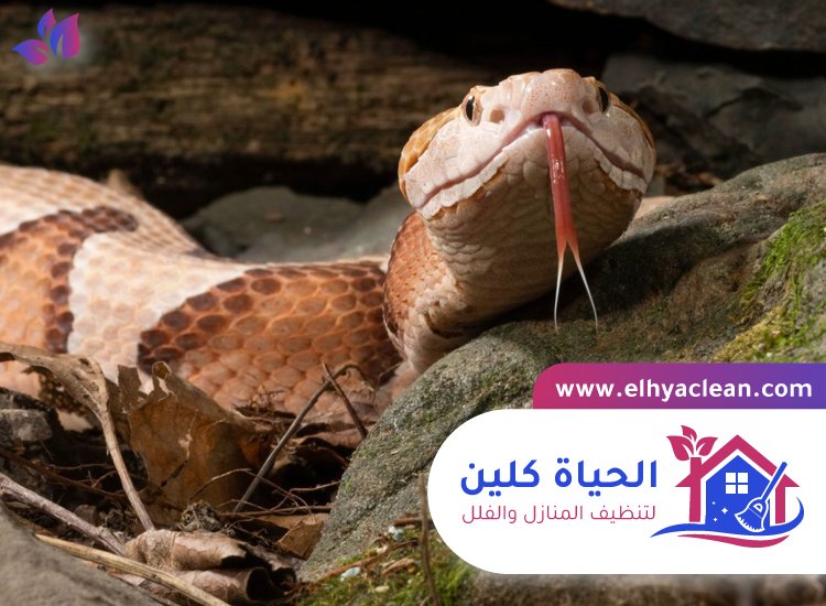 شركة مكافحة الافاعي في راس الخيمة 5 شركة مكافحة الافاعي في راس الخيمة