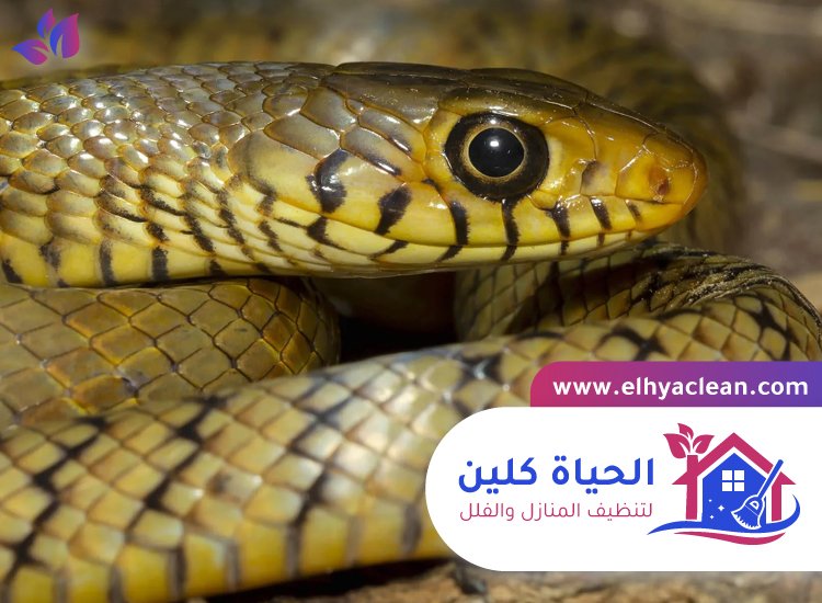 شركة مكافحة الافاعي في العين 2 شركة مكافحة الافاعي في العين