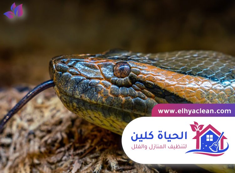 شركة مكافحة الافاعي في العين 3 شركة مكافحة الافاعي في العين