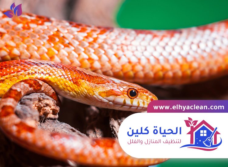 شركة مكافحة الافاعي في العين 4 شركة مكافحة الافاعي في العين