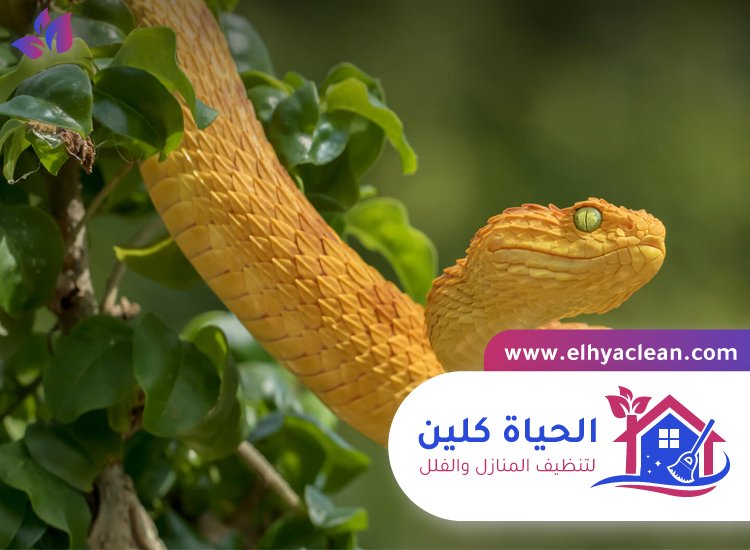 شركة مكافحة الافاعي في عجمان 2 شركة مكافحة الافاعي في عجمان