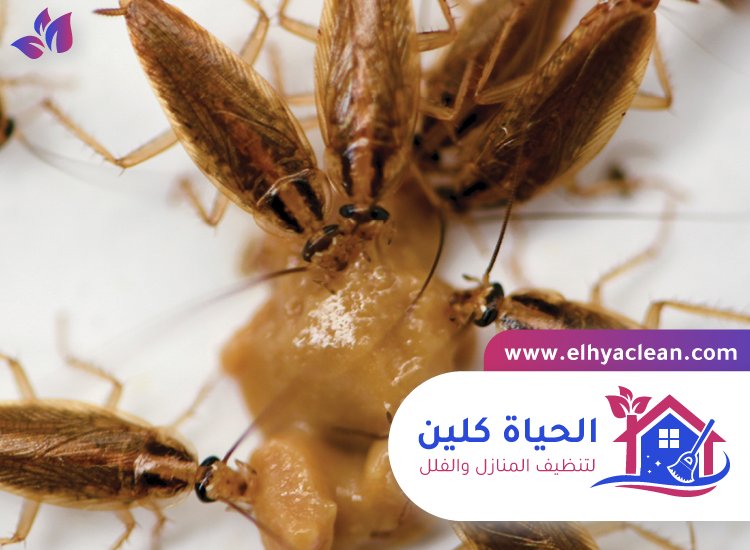 شركة مكافحة صراصير في دبي 2 شركة مكافحة صراصير في دبي