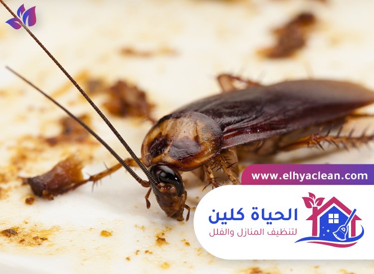 شركة مكافحة صراصير في دبي 2 شركة مكافحة صراصير في دبي