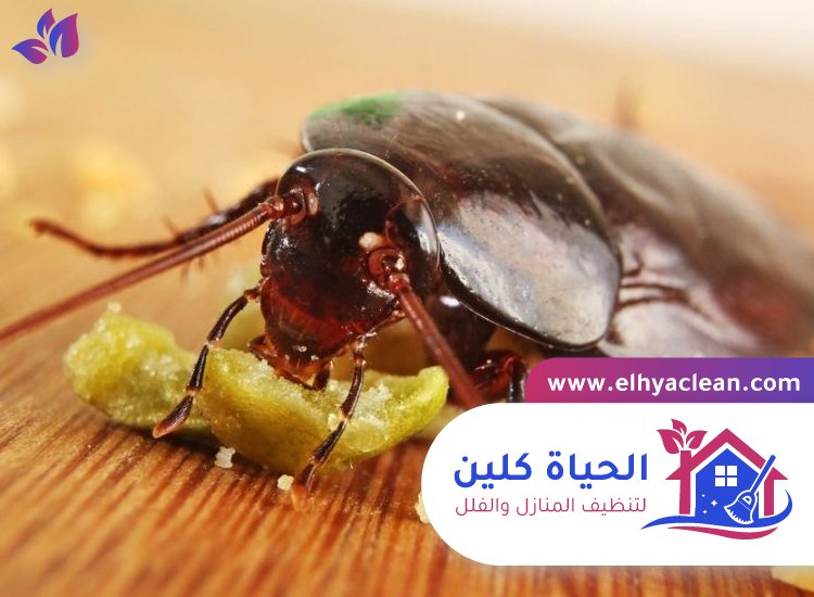 شركة مكافحة صراصير في دبي 3 شركة مكافحة صراصير في دبي