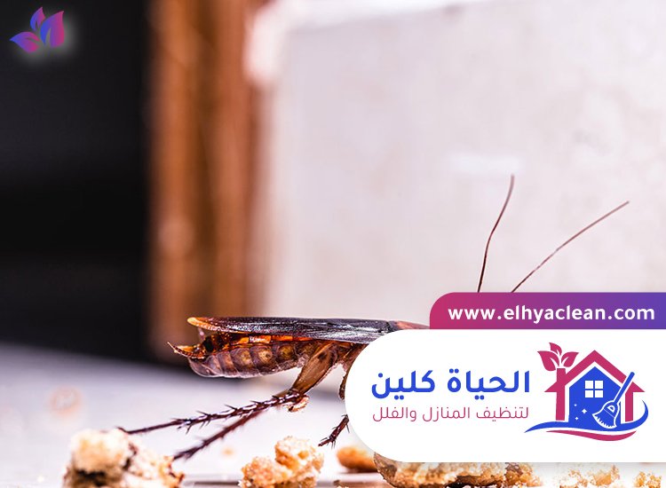 شركة مكافحة صراصير في العين 2 شركة مكافحة صراصير في العين