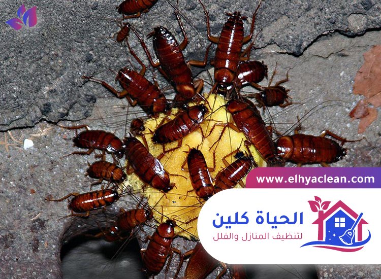 شركة مكافحة صراصير في العين 2 شركة مكافحة صراصير في العين