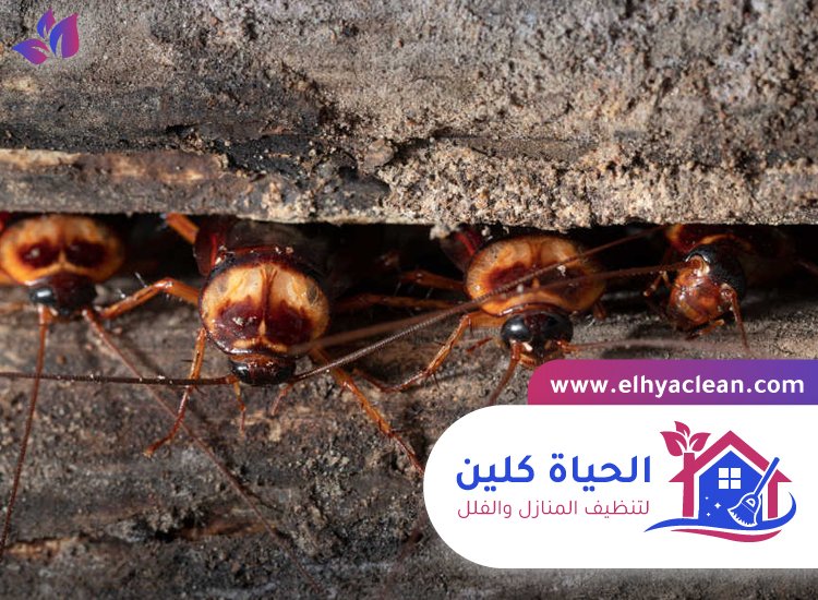 شركة مكافحة صراصير في العين 3 شركة مكافحة صراصير في العين
