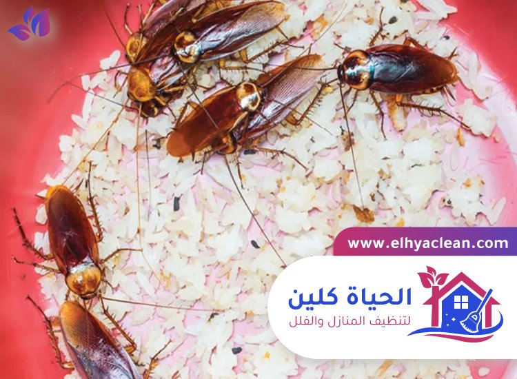 شركة مكافحة صراصير في العين 4 شركة مكافحة صراصير في العين