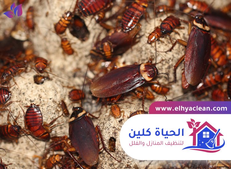 شركة مكافحة صراصير في الشارقة 2 شركة مكافحة صراصير في الشارقة