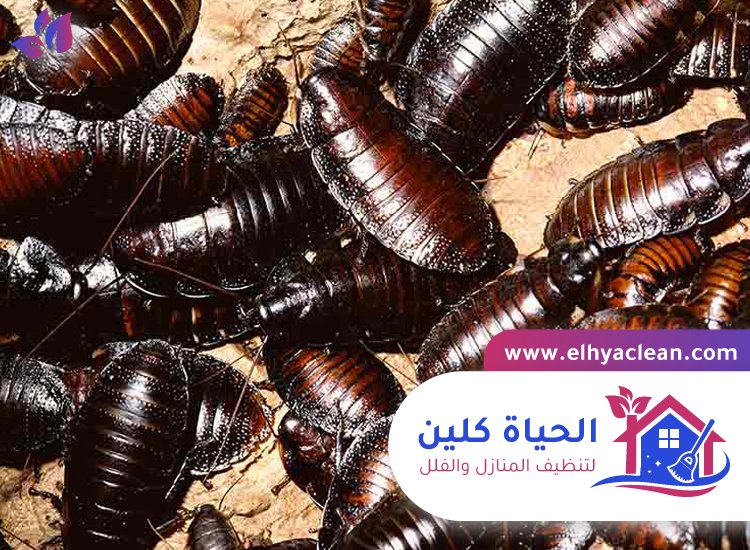 شركة مكافحة صراصير في الشارقة 2 شركة مكافحة صراصير في الشارقة