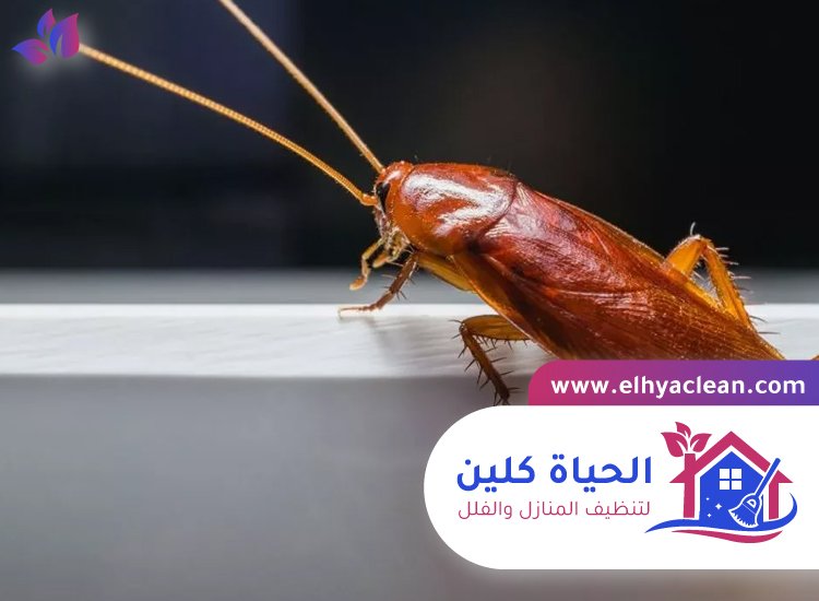 شركة مكافحة صراصير في الشارقة 4 شركة مكافحة صراصير في الشارقة