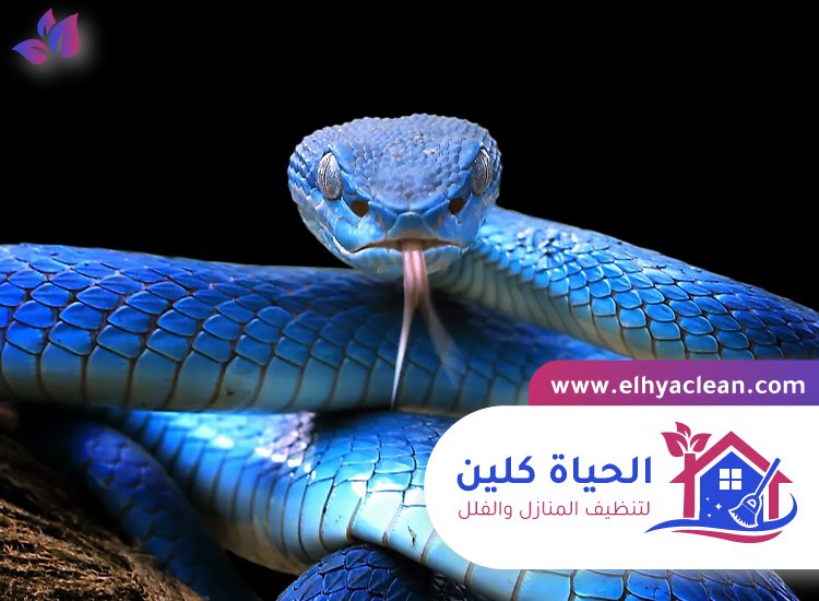 شركة مكافحة الافاعي في دبي 2 شركة مكافحة الافاعي في دبي