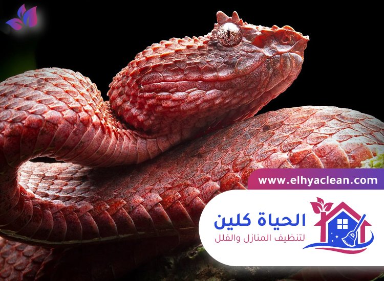 شركة مكافحة الافاعي في دبي 4 شركة مكافحة الافاعي في دبي